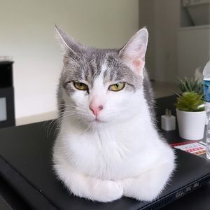 Meet your Posher, Julia fonseca